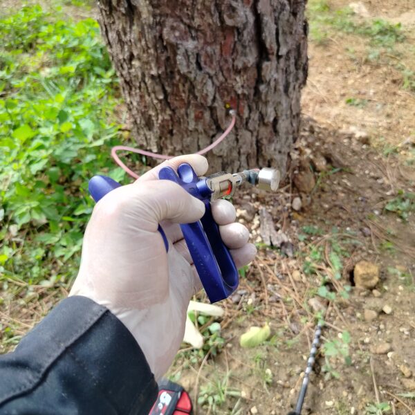 realizando un tratamiento de endoterapia a un pino piñonero contra la presionaría