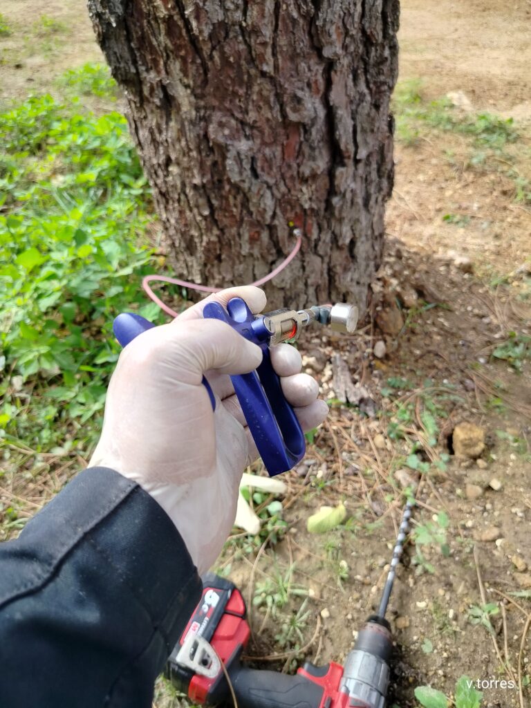 realizando un tratamiento de endoterapia a un pino piñonero contra la presionaría