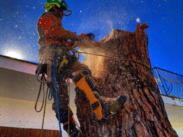 tala de pino piñonero