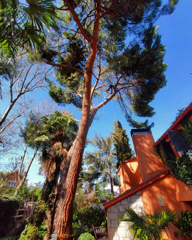 Poda mediante trepa con arnés y cuerdas en un pino sobre una vivienda