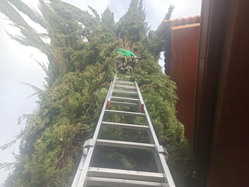 Foto de una poda de un Ciprés